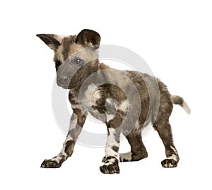 African wild dog cub (9 weeks) - Lycaon pictus