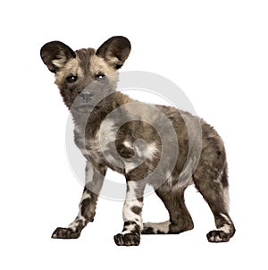 African wild dog cub (9 weeks) - Lycaon pictus photo