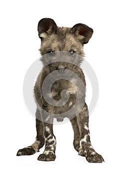 African wild dog cub (9 weeks) - Lycaon pictus