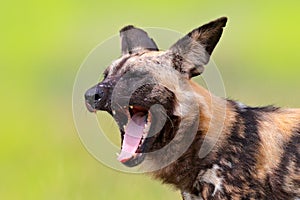 African wild dog, detail portrait with open muzzle with tongue a tooths, Okavango, Botswana, Africa. Dangerous spotted animal with