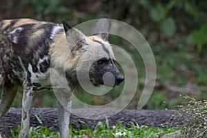 African wild dog. Only extant member of the genus Lycaon.native species to sub-Saharan Africa