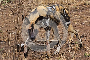 African wild dog