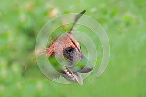 African wild dog, hiden in green vegetation, Mana Pools, Zimbabwe, Africa. Dangerous spotted animal with big ears. Painted dog on