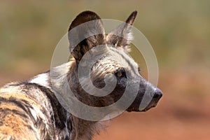 African Wild Dog (Hunting Dog)