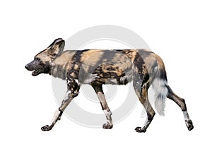 African wild dog isolated on white background