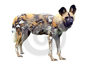 African wild dog isolated on white background