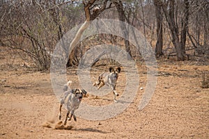 African wild dog in the kalahari, Namibia, Africa