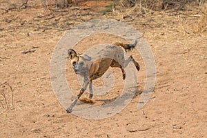 African wild dog in the kalahari, Namibia, Africa