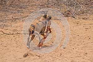 African wild dog in the kalahari, Namibia, Africa