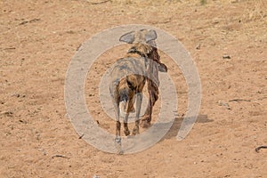 African wild dog in the kalahari, Namibia, Africa