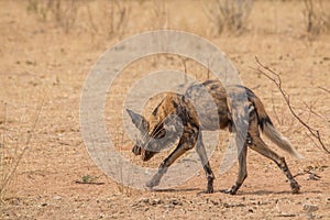 African wild dog in the kalahari, Namibia, Africa