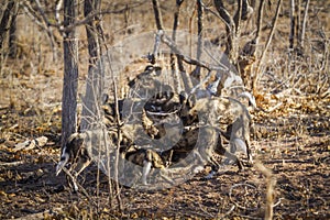 African wild dog in Kruger National park, South Africa