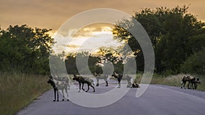 African wild dog in Kruger National park, South Africa