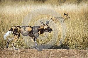 African wild dog in Kruger National park, South Africa