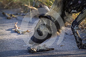 African wild dog in Kruger National park, South Africa