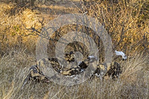 African wild dog in Kruger National park, South Africa