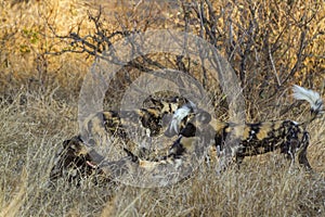 African wild dog in Kruger National park, South Africa