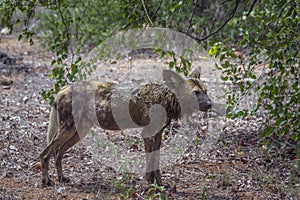 African wild dog in Kruger National park, South Africa