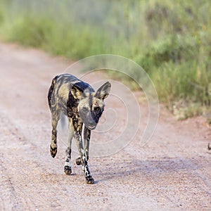 African wild dog in Kruger National park, South Africa