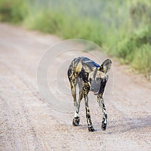 African wild dog in Kruger National park, South Africa