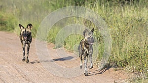 African wild dog in Kruger National park, South Africa