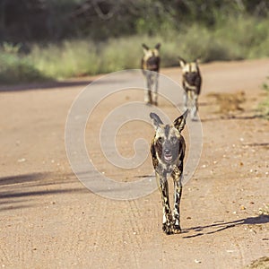 African wild dog in Kruger National park, South Africa