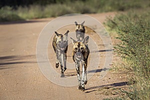 African wild dog in Kruger National park, South Africa