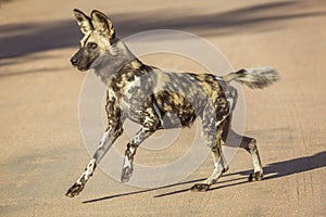 African wild dog in Kruger National park, South Africa