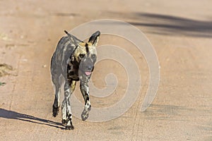 African wild dog in Kruger National park, South Africa