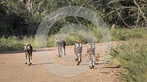 African wild dog in Kruger National park, South Africa