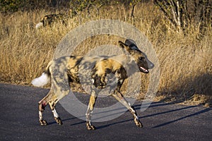 African wild dog in Kruger National park, South Africa