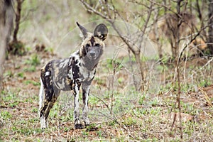 African wild dog in Kruger National park, South Africa