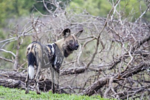 African wild dog in Kruger National park, South Africa