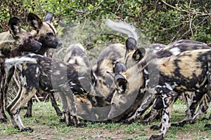 African wild dog in Kruger National park, South Africa