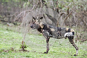 African wild dog in Kruger National park, South Africa