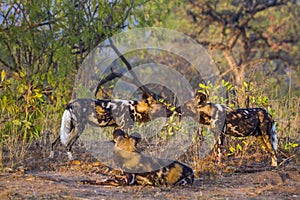 African wild dog in Kruger National park, South Africa