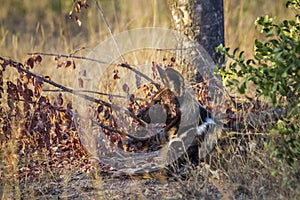 African wild dog in Kruger National park, South Africa