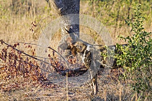 African wild dog in Kruger National park, South Africa