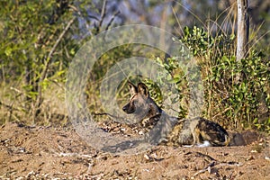 African wild dog in Kruger National park, South Africa