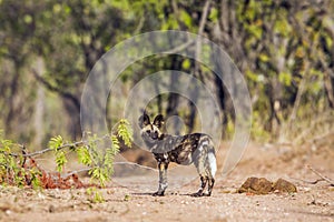 African wild dog in Kruger National park, South Africa