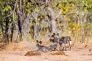 African wild dog in Kruger National park, South Africa