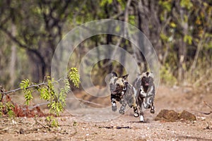 African wild dog in Kruger National park, South Africa