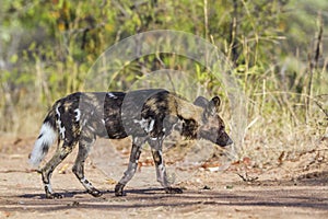 African wild dog in Kruger National park, South Africa