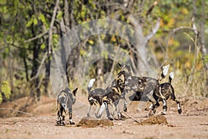 African wild dog in Kruger National park, South Africa