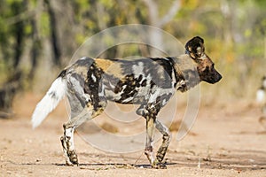 African wild dog in Kruger National park, South Africa