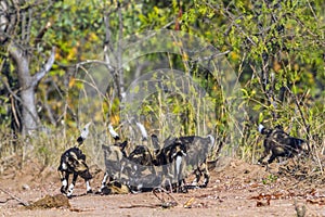 African wild dog in Kruger National park, South Africa