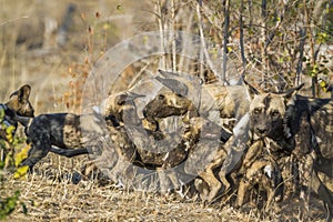 African wild dog in Kruger National park, South Africa