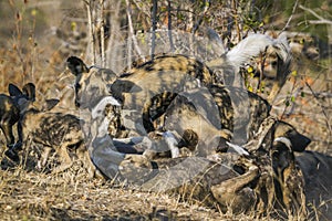 African wild dog in Kruger National park, South Africa