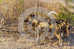 African wild dog in Kruger National park, South Africa