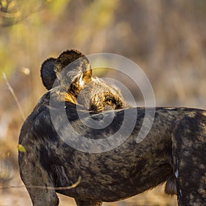 African wild dog in Kruger National park, South Africa